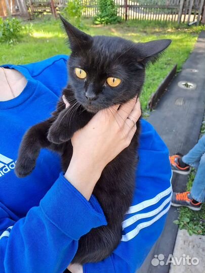 Британская