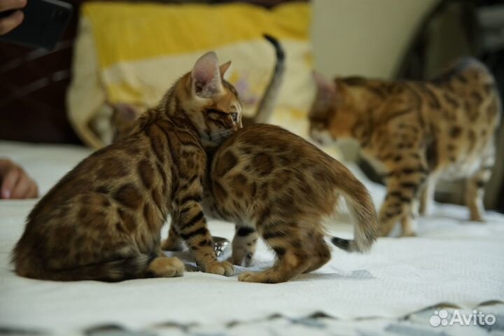 Бенгальские мальчики