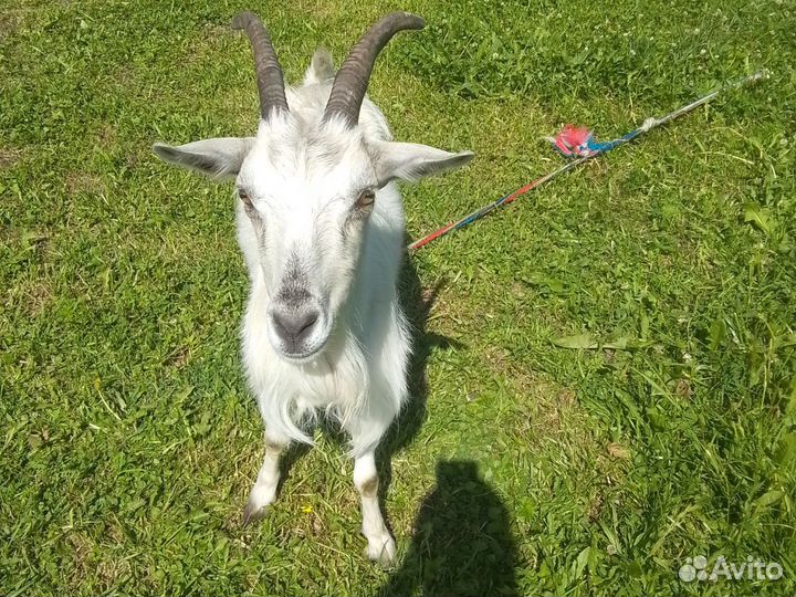 Продам козу 2 года дойную