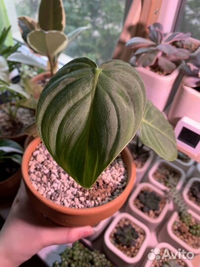 Филодендроны