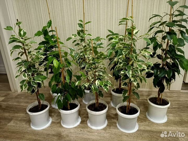 Фикус бенджамина 3 в 1 плетёный ствол