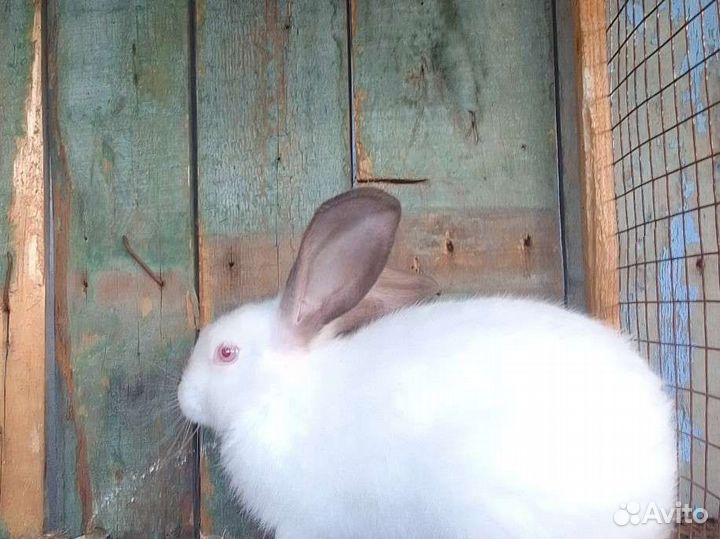 Калифорнийские кролики