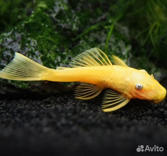 Анциструс L144