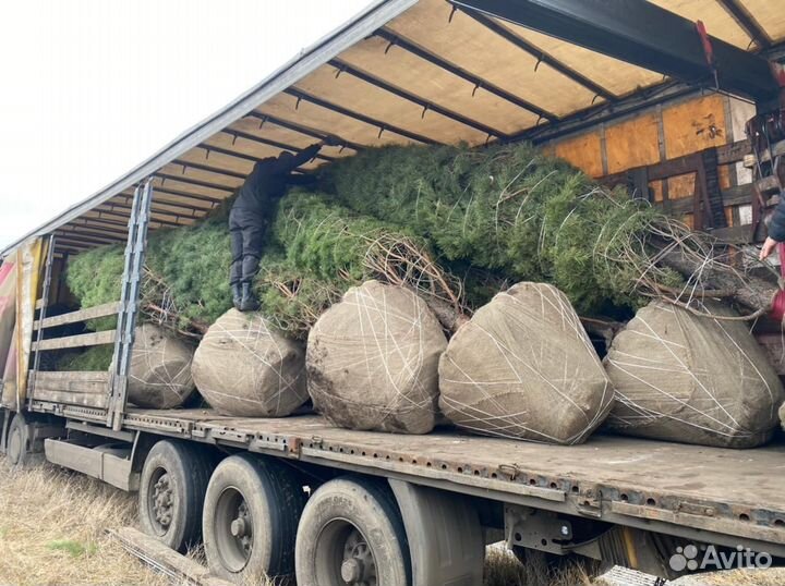 Сосна обыкновенная 5-7 м