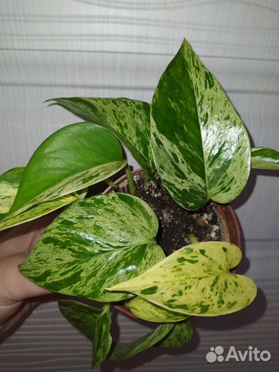 Эпипремнум Марбл Квин