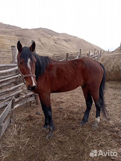 Карачаевский жеребец