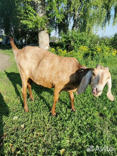 Нубийская коза