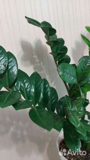 Цветы для дома и офиса