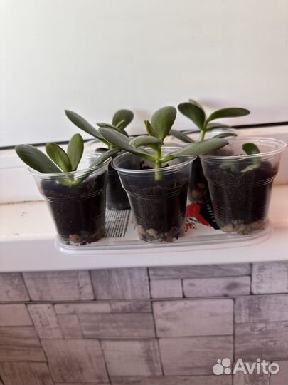 Декабрист 4 цвета В одном горшке Толстянка