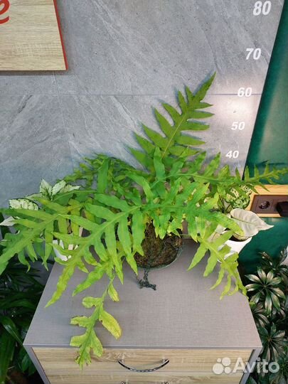 Папоротник флебодиум