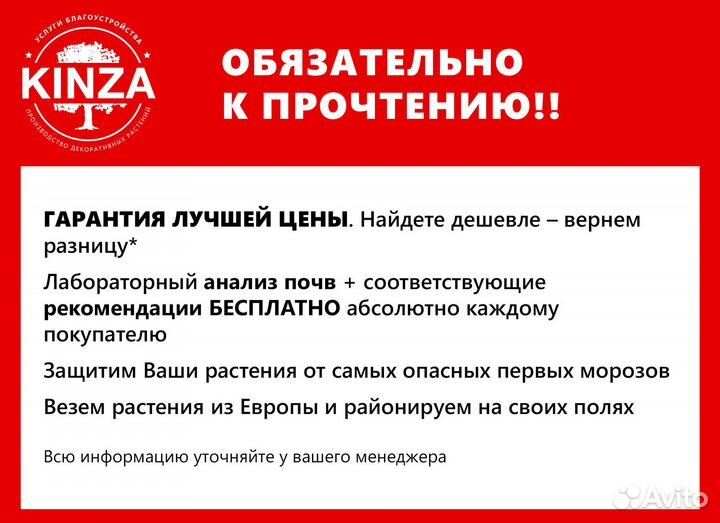 Туя колумна 1,24 м