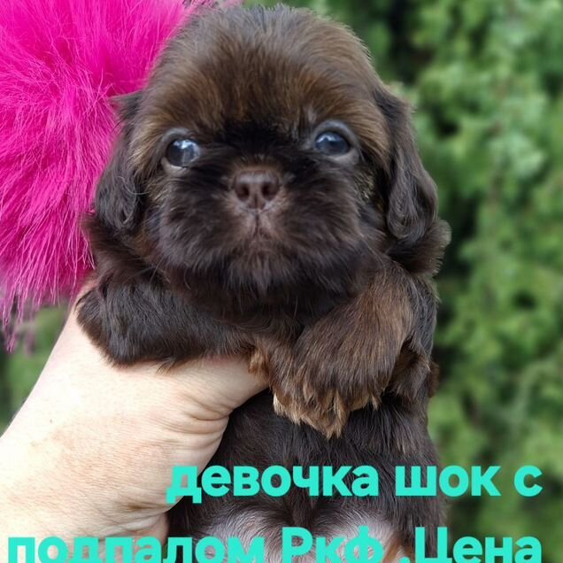 Ши-тцу, щенок