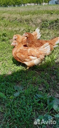 Куры молодки несушки