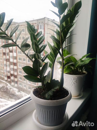Замиокулькас, долларовое дерево