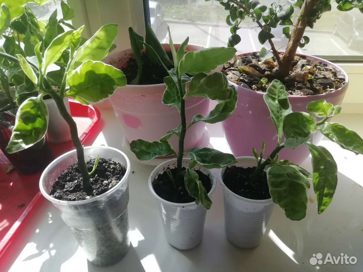 Педилантус