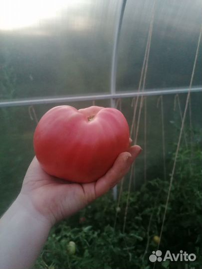 Помидоры и огурцы