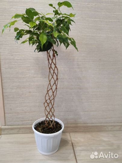 Фикус бенджамина