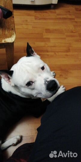 Вязка амстаффа