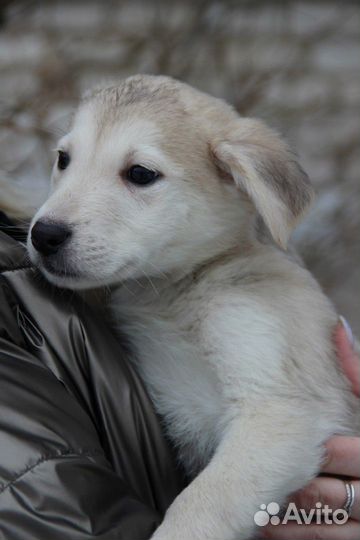 Щенки