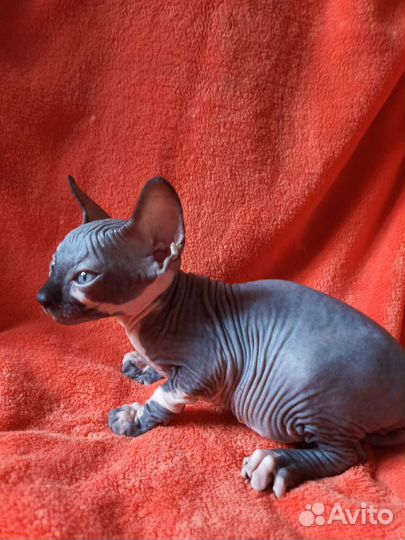 Канадский сфинкс