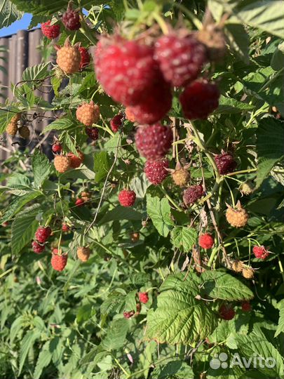 Ремонтантная малина