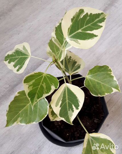 Фикусы сортовые на срез 3