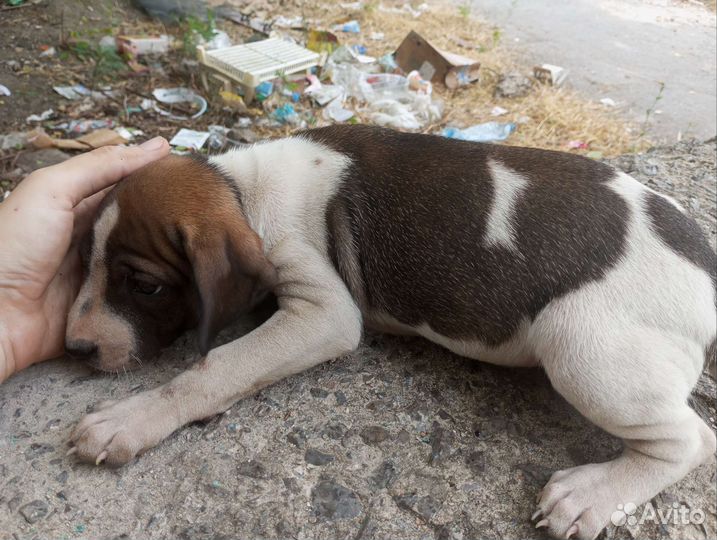 Щенки в добрые руки