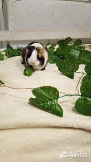 Морская свинка отдельно с клеткой