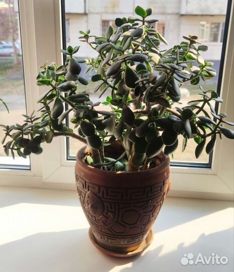 Толстянка (денежное дерево)