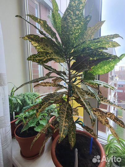 Кодеум (кротон) (комнатное растение)