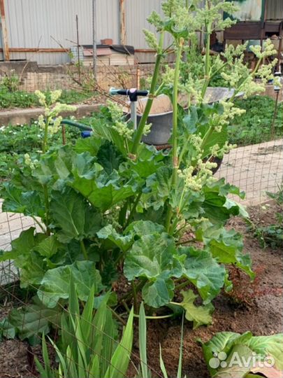 Саженцы ревень