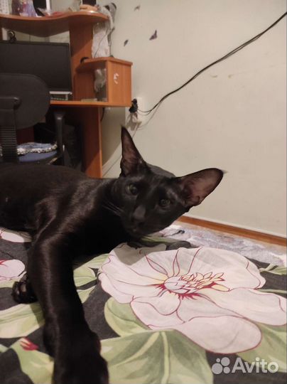 Ориентальная кошка