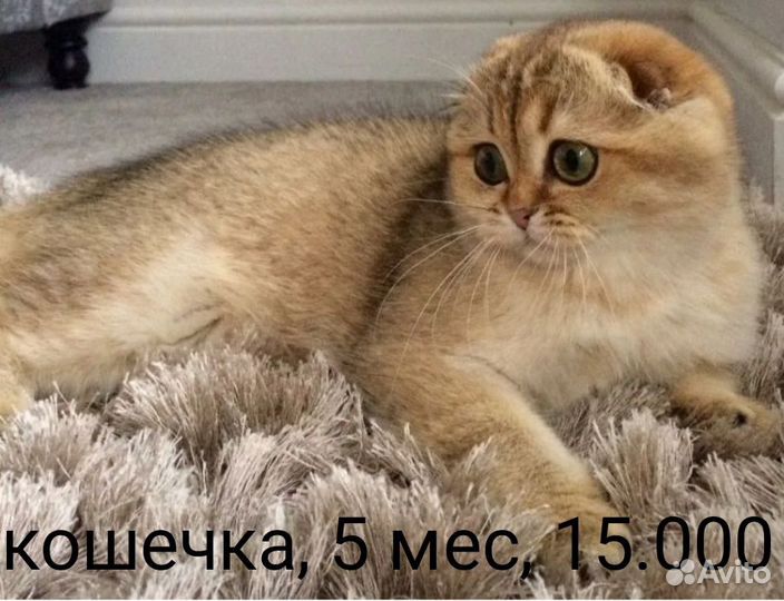 Кошки