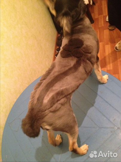 Стрижка кошек и собак, выезд по городу и краю