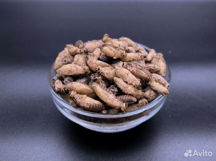 Кормовые насекомые