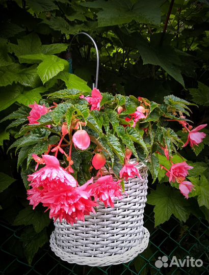 Бегония беллекония