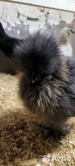 Китайские шелковые цыплята