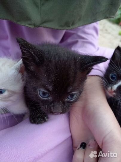 Котята в дар бесплатно