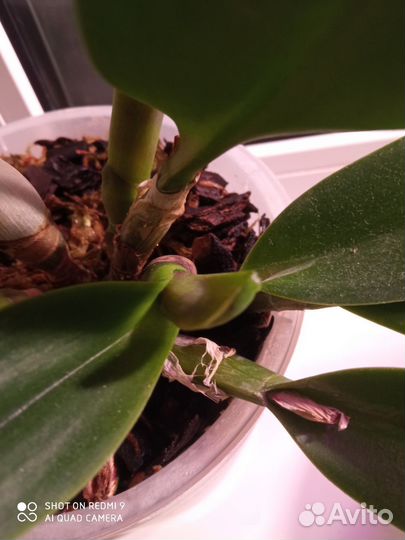 Орхидея каттлея