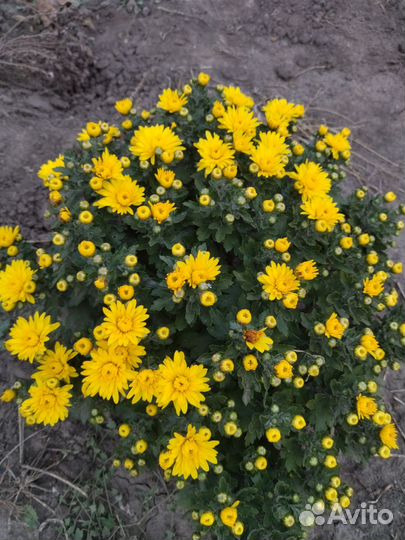 Хризантемы мультифлора