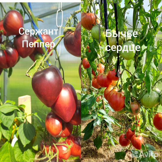 Продам семена томатов, перцев,баклажанов,тыквы