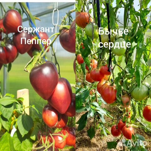 Продам семена томатов, перцев,баклажанов,тыквы