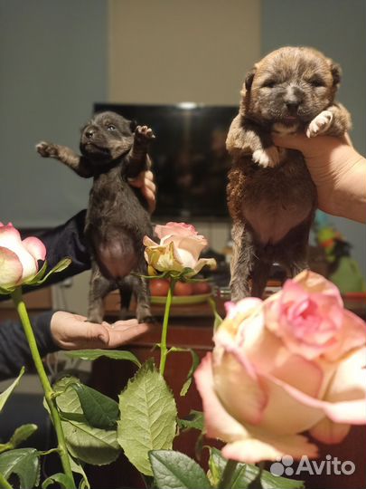 Милые мишки