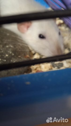 Крыса девочка