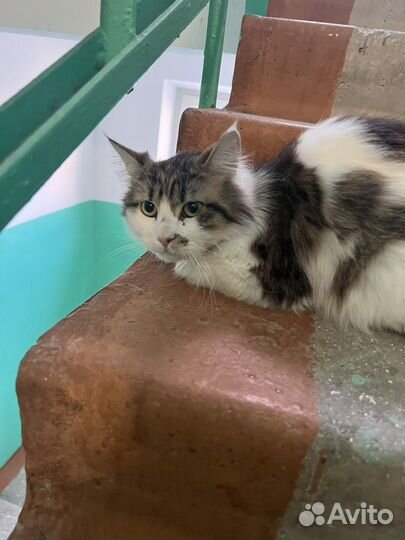 Котик ищет приют