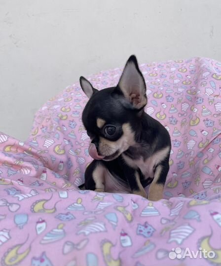 Щенки чихуахуа