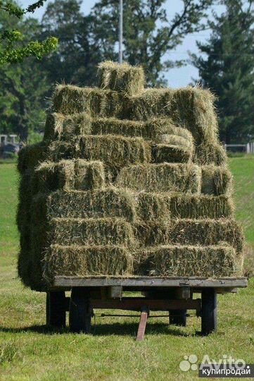 Сено в тюках
