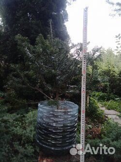 Пихта сибирская