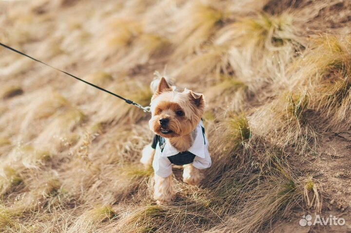 Вязка, не продажа