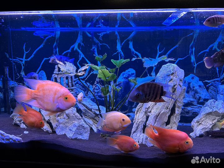 Аквариум с тумбой 450 литров